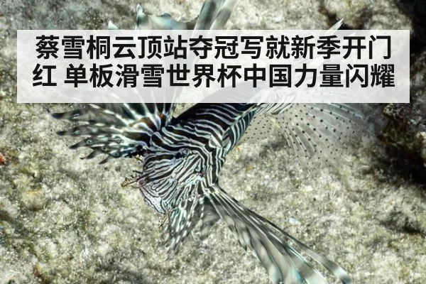 蔡雪桐云顶站夺冠写就新季开门红 单板滑雪世界杯中国力量闪耀